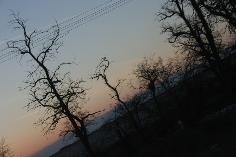 tim burton trees tim burton trees