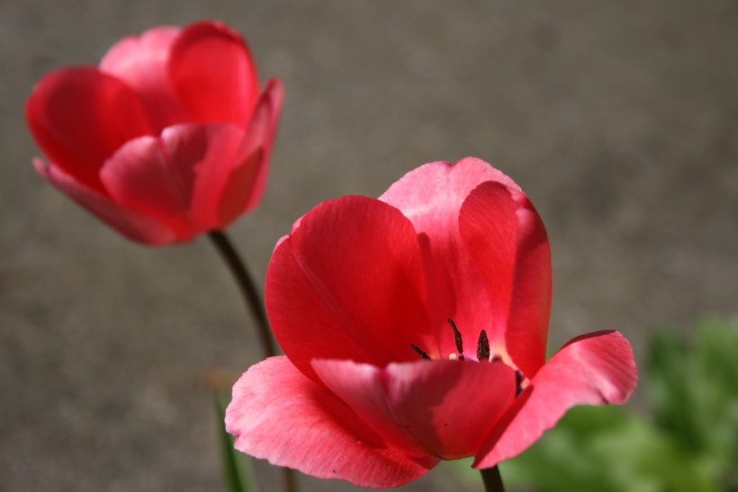 job search abroad seattle tulips job search tips