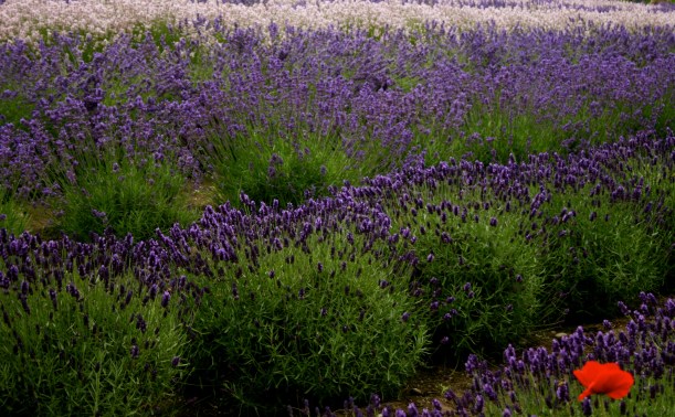 agritourism, lavender farms, lavender care