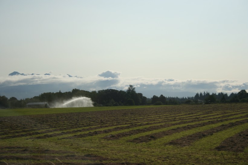 lavender fields, sequim washington, agritourism