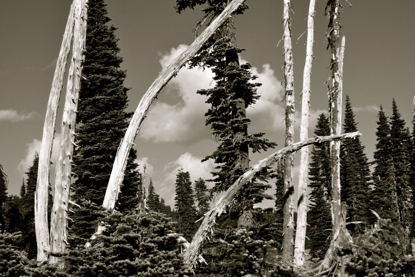 Mt Rainier, Seattle travel, expat blog, travel blog Mt. Rainier Seattle travel, expat blog, travel blog