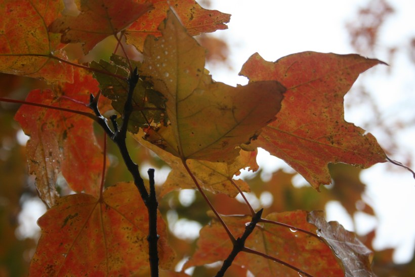 leaf peeping, travel blog leaf-peeping, New England travel, travel blog