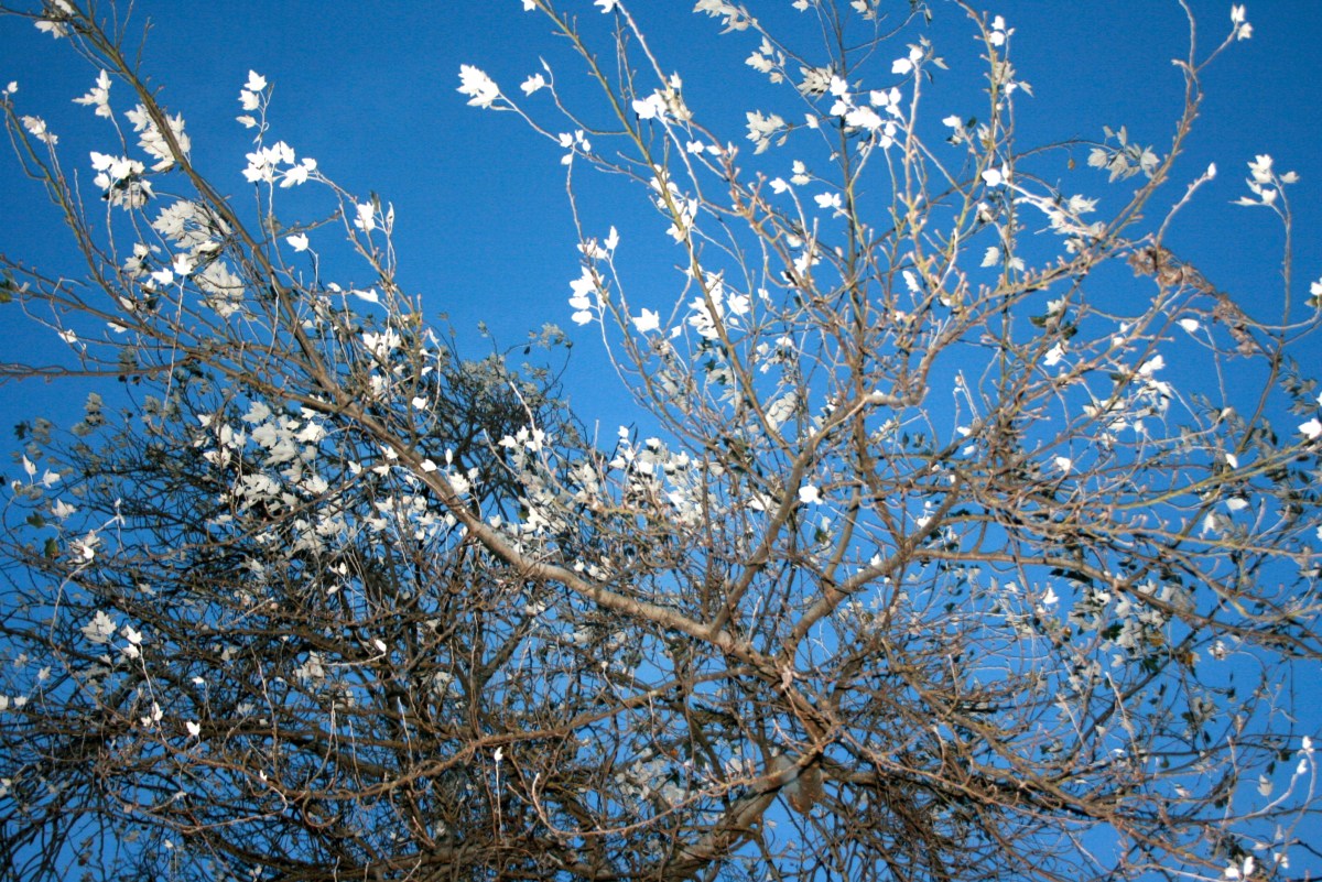 travel blog, seattle travel, beautiful tree