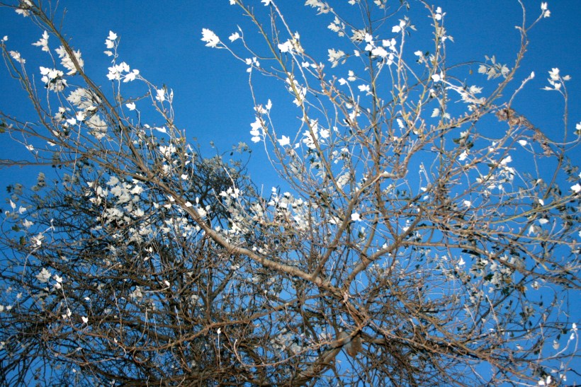 Seattle travel, travel blog, travel writing travel blog, seattle travel, beautiful tree