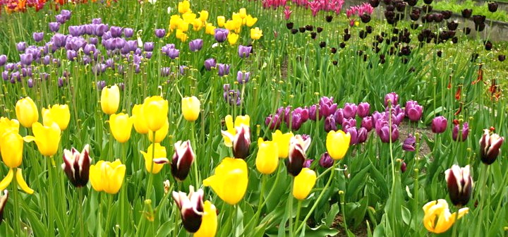 marijuana tourism washington, travel blog, humor blog