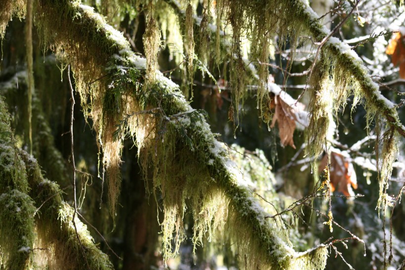 Washington travel images, fir trees, Seattle travel