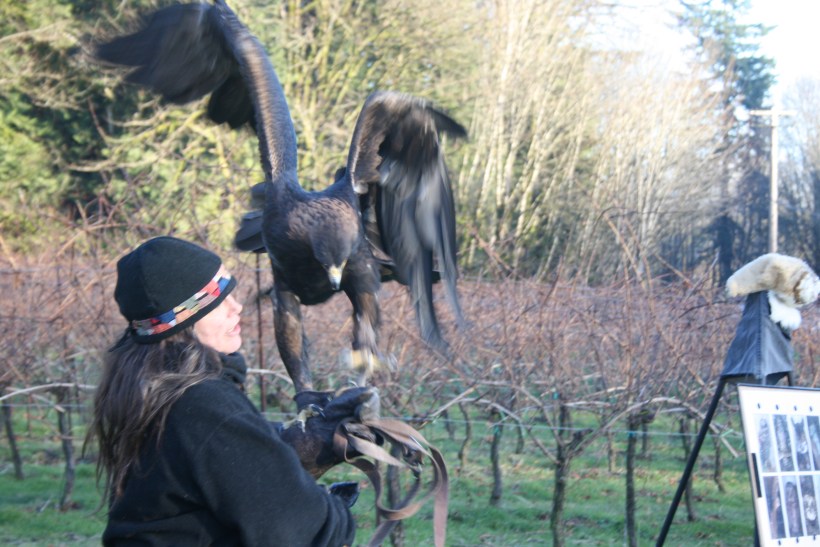 Washington state, Eagle fest golden eagle