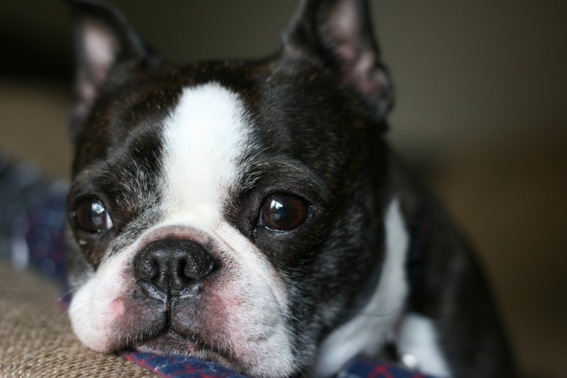 Boston-terrier-life-advice-aging