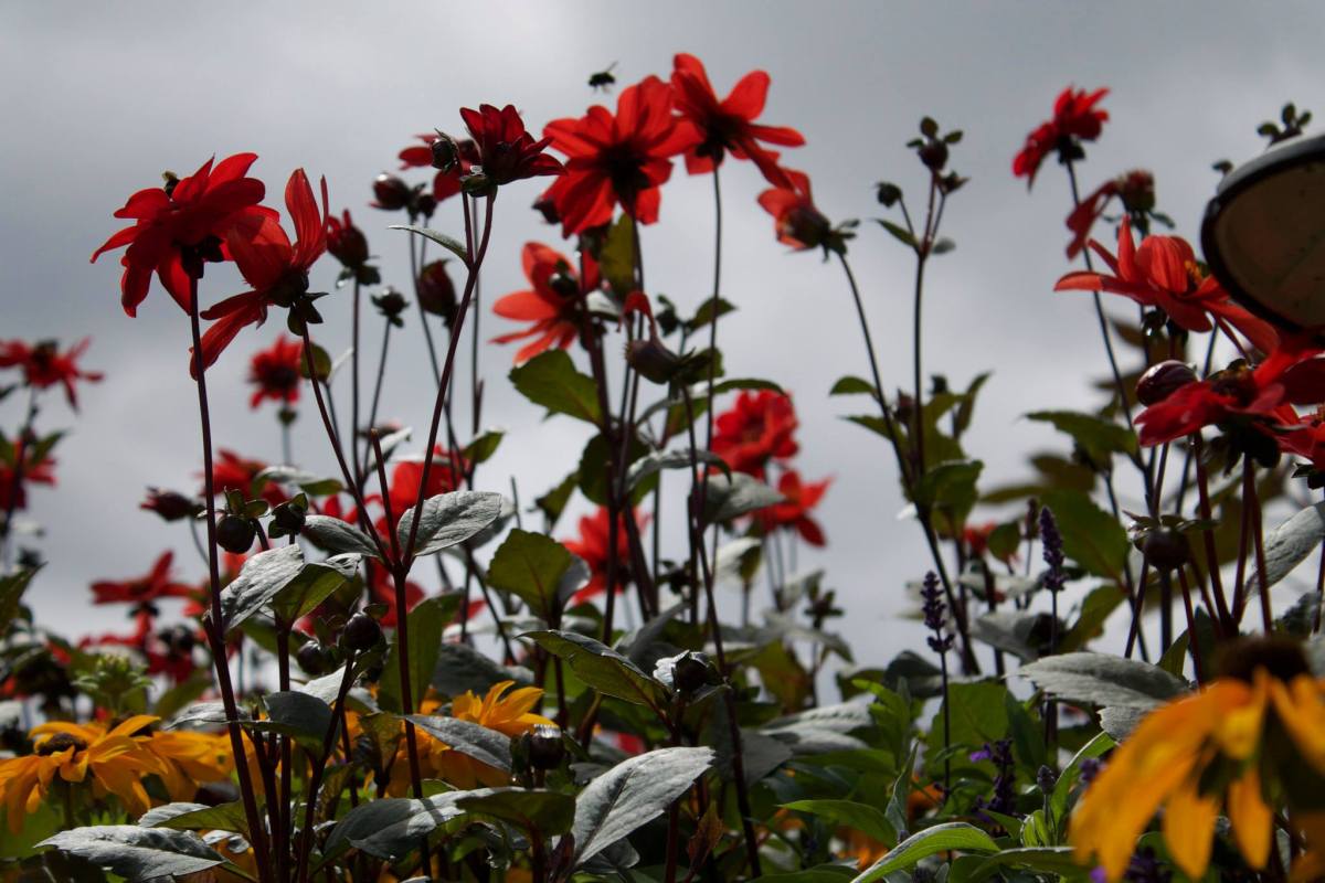 Victoria-travel-Buchart-Gardens