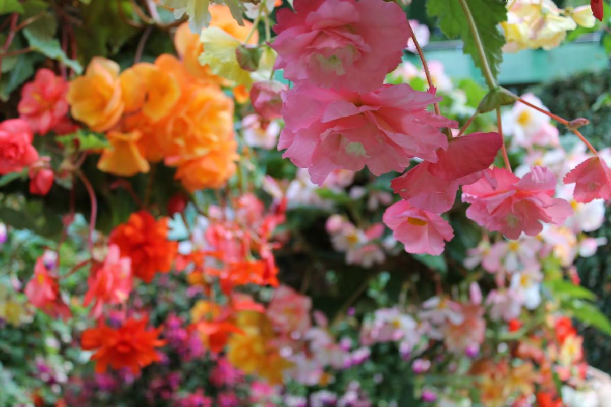 Hanging flowers, Victoria travel