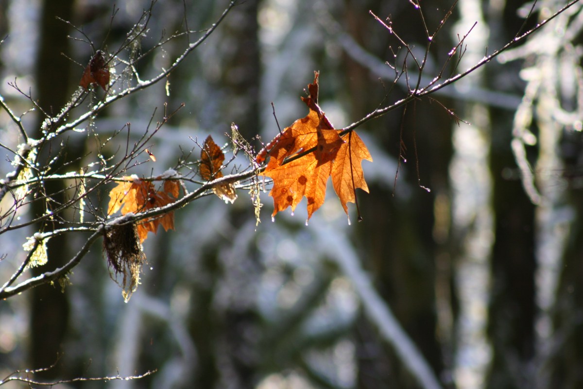 Weekly Writing Challenge