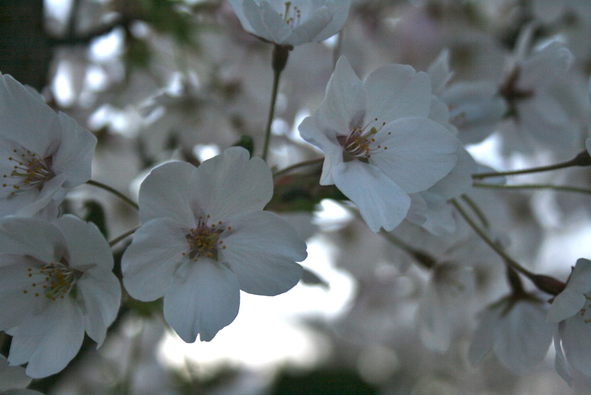 Cherry Blossoms in Seattle