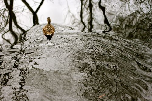 Skill #105: Finding spring before it actually begins.