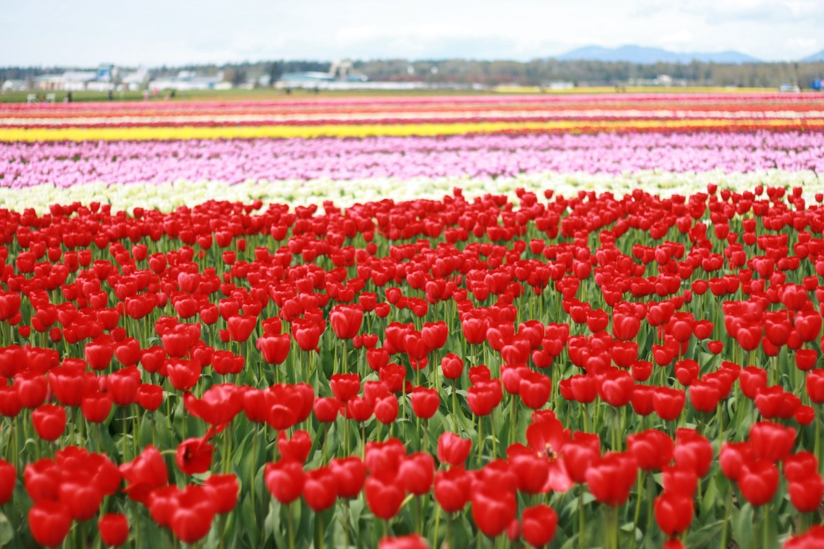 Travel Photography Washington Tulips