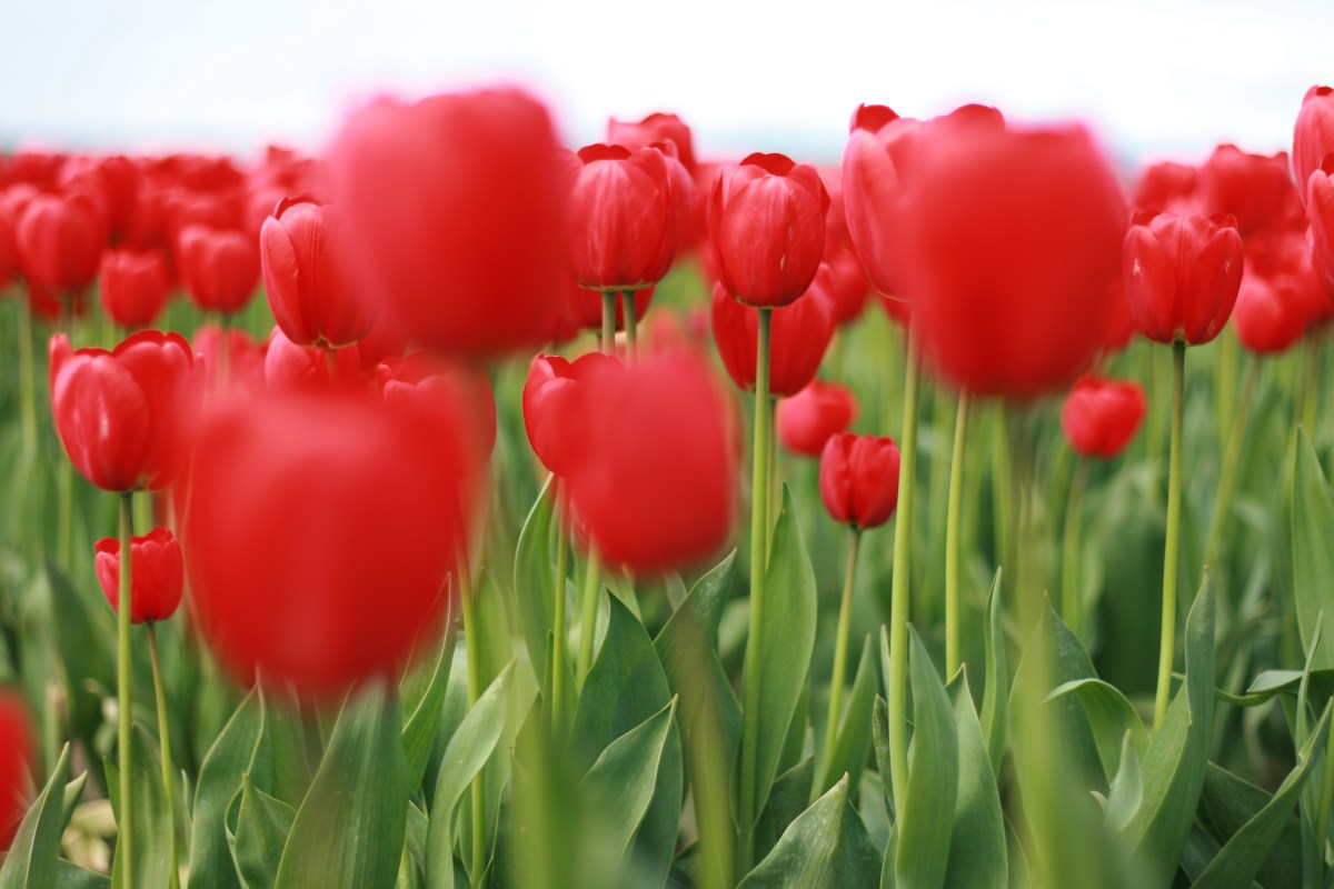 Red Tulips