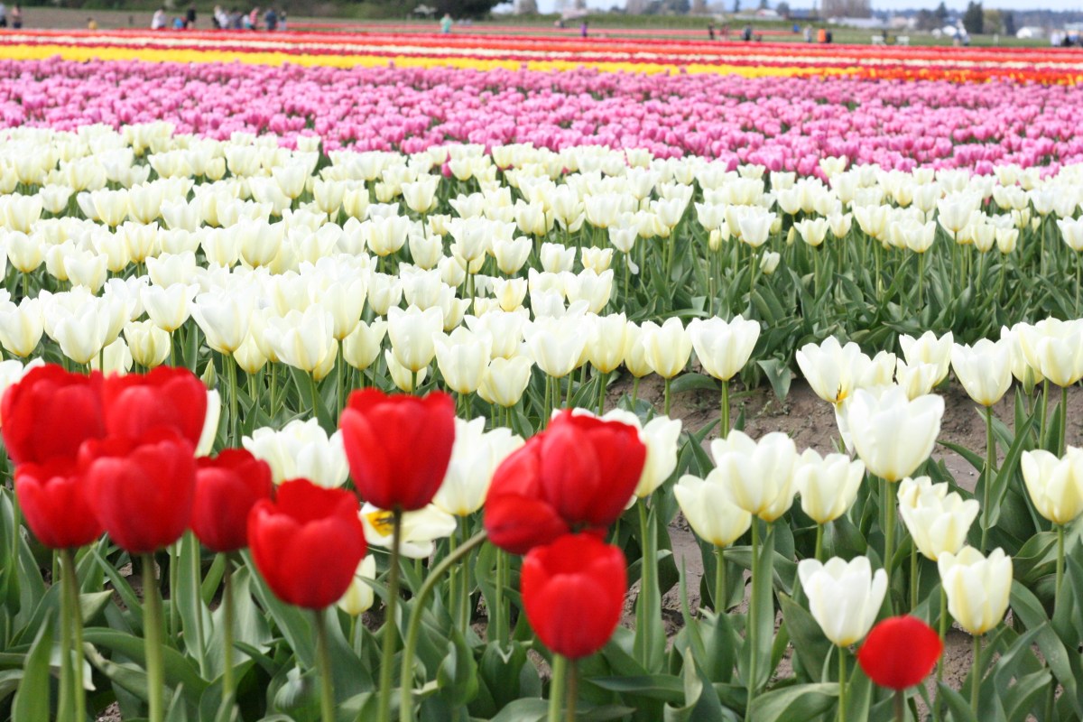 Tulip Fest Skagit Valley