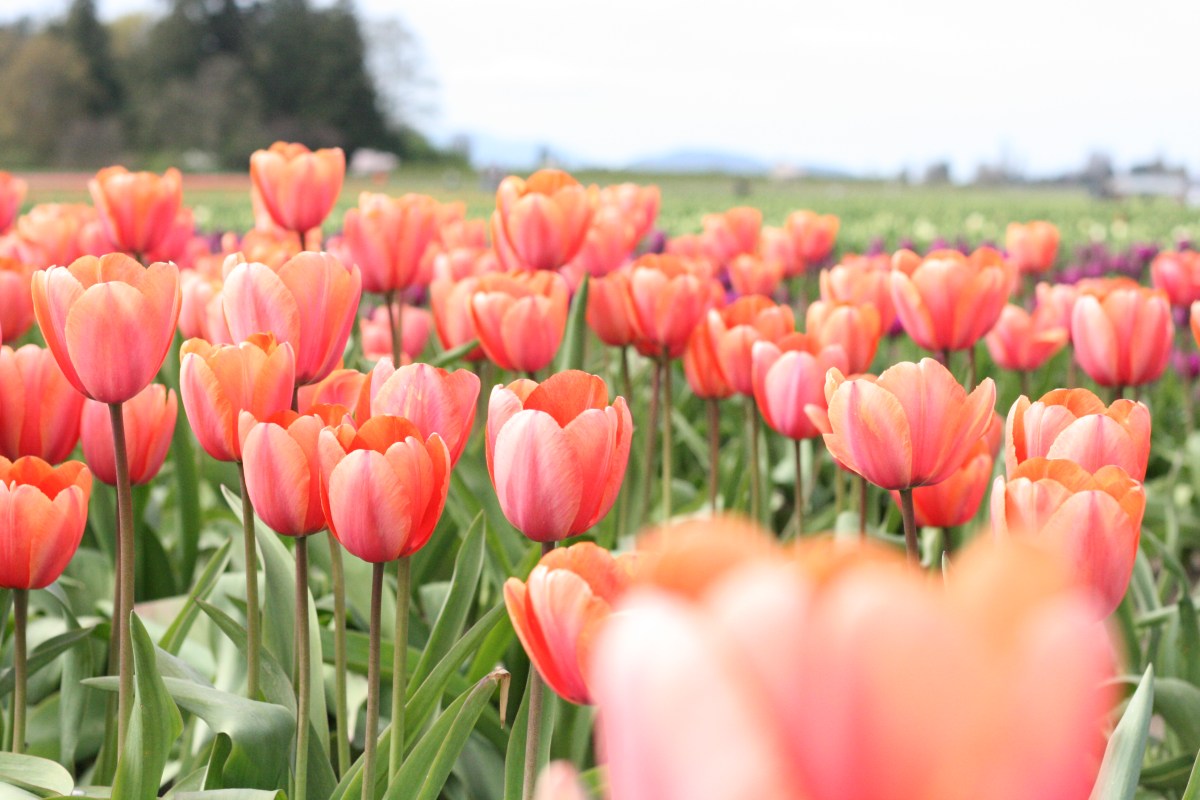 Peach Tulips