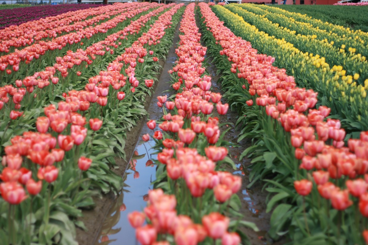 Tulip rows, Washington Travel