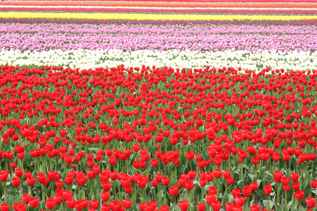 Tulip Fest, Washington Travel