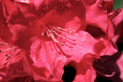 travel-friendship-voluntourism