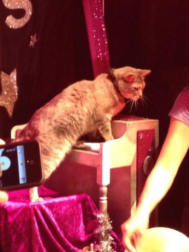 cat-playing-piano-acrocats