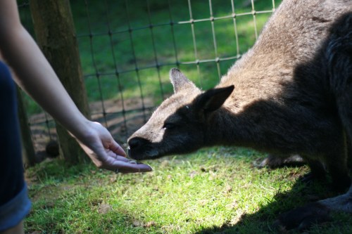 Seattle-travel-petting-zoo