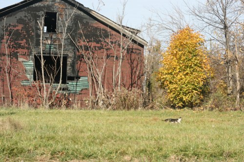 cat-detroit-photography-travel