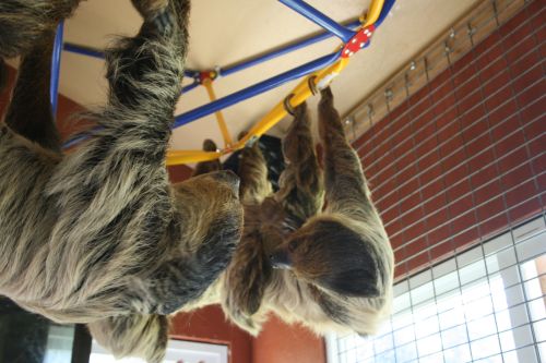 2-sloths-hanging